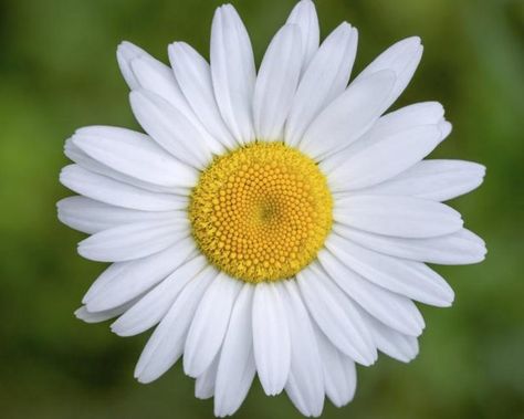 Composite Flower Anatomy (Disc Flowers) - The spiralling arrangement of daisy disc flowers allows for efficient seed production. Margaritas, White Daisy Tattoo, Flower Diagram, Flower Anatomy, A Daisy Flower, Sunflower Family, Flower Types, Gerbera Flower, Daisy Tattoo