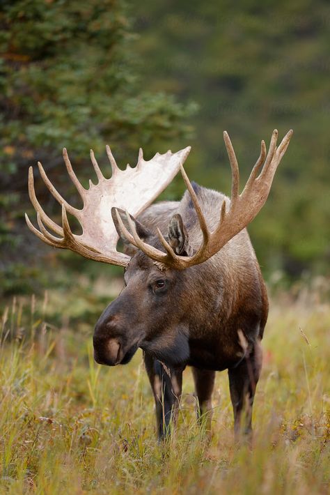 Moose Pics, Moose Painting, Moose Pictures, Moose Hunting, North American Animals, Moose Deer, Deer Species, Wild Animals Photography, Bull Moose