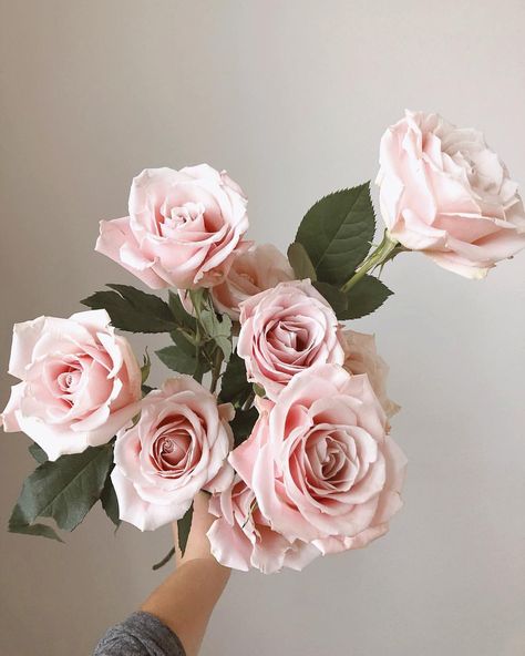 Blush Pink Sweet Escimo Rose, Sweet Escimo Rose, Escimo Rose, Baby Pink Flowers, Blush Pink Bedroom Decor, Pink Roses Bouquet, Soft Pink Roses, Light Pink Roses, Mauve Flowers