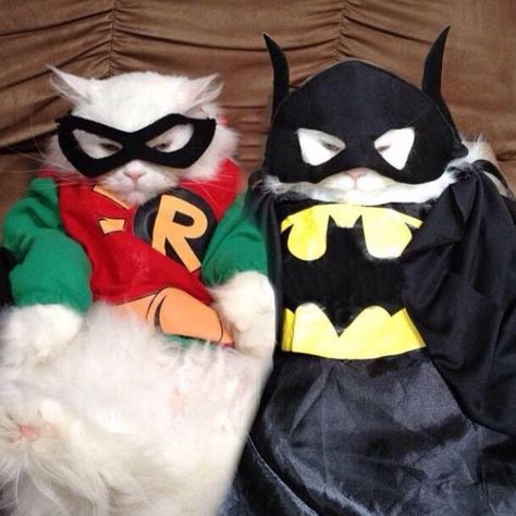 catman & boy wonder Two Cats, Batman And Robin, Catwoman, Batman