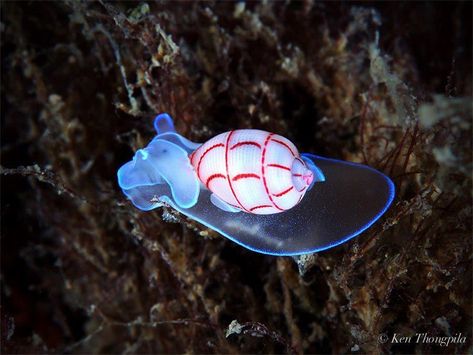 Name: Red-Lined Bubble Snail (Bullina lineata); Range: Indo-Pacific Sea Life Creatures, Photo Course, Sea Snail, Sea Slug, Abstract Geometric Art, Flower Phone Wallpaper, Slug, Ocean Creatures, Ocean Animals