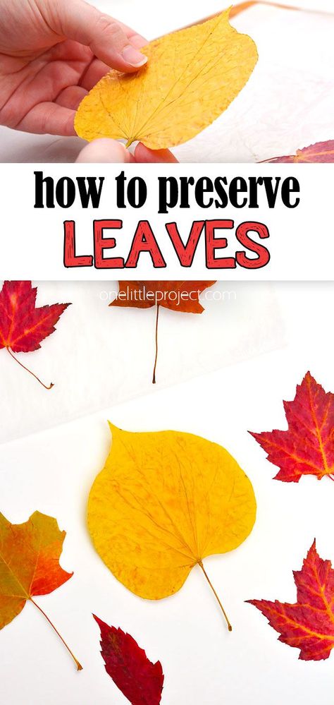 How To Save Fall Leaves, How To Display Fall Leaves, Crafts Using Real Fall Leaves, Art With Real Leaves, Pressed Leaves Crafts, How To Press Leaves, Cards With Leaves, Fall For Jesus He Never Leaves Craft, Dried Leaves Art