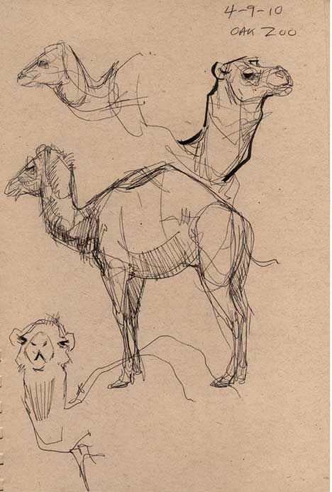 An Animal Sketch, Cool Animal Sketches, Zoo Animal Sketches, Animals Drawing Sketches, Animal Reference Drawing, Animal Drawing Reference, An Animal Drawing, Sketches Of Animals, Animal Sketching