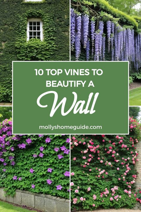 Looking to add some greenery and charm to your outdoor space? Check out these fast-growing vines for covering fences or walls. From classic English Ivy to vibrant Climbing Clematis, these plants are perfect for creating a lush and cozy garden. Whether you're looking for the best vines to cover a wall or trellis plants to enhance your space, you'll find plenty of options here. Let cascading plants create a beautiful wall garden or use climbing plants to cover a fence and wall effortlessly. Ivy Plant Outdoor, Cascading Plants Outdoor, Carolina Jessamine Vine, Vines For Shade, Climbing Plants Fence, Ivy Fence, Cascading Plants, Ivy Garden, Wall Climbing Plants