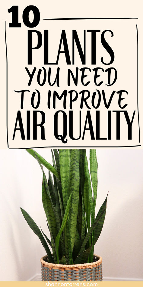 plants air quality Air Cleaning Plants Indoor, Low Maintenance Indoor Plants Clean Air, Plants Good For Air Quality, Plants That Help Clean The Air, Plants For Clean Air At Home, Indoor Plants That Clean The Air, Must Have Indoor Plants, Plants That Clean The Air, Common Indoor Plants