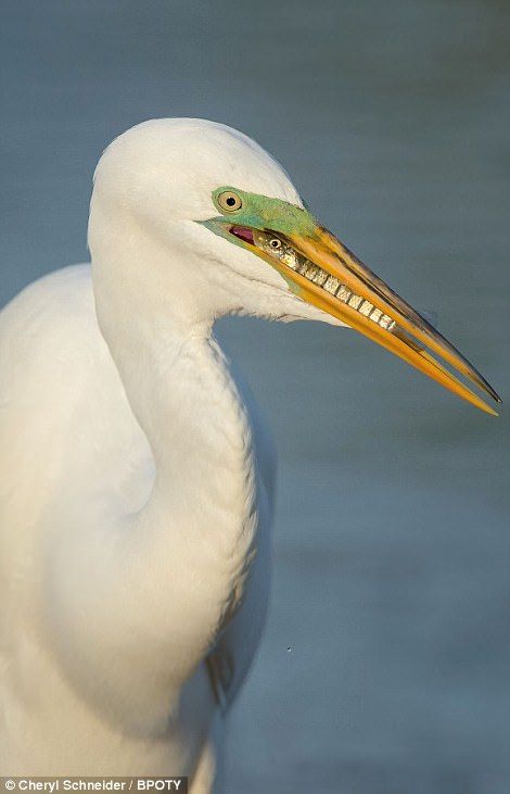 White Heron, Cheezburger Cat, Great Grey Owl, Year Book, Nature Photographer, Cash Prize, People's Choice Awards, White Bird, All Birds