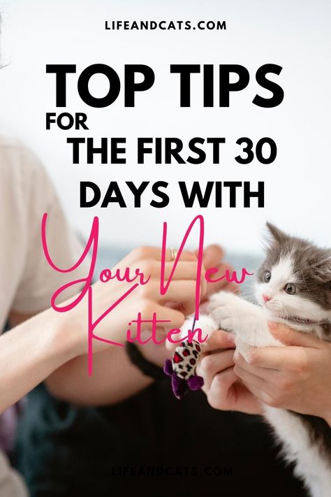 How To Train A Kitten To Do Tricks, Tips For New Kitten Owners, Introducing A Kitten To A Cat, Introducing New Kitten To Cat, How To Train A Kitten Cat Behavior, How To Take Care Of Kittens, Kitten Checklist New, Kittens Care Tips, What Do You Need For A New Kitten