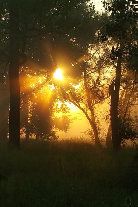 Download this free photo from Pexels at https://www.pexels.com/photo/dawn-dusk-fog-silhouette-235834/ #dawn #sunset #trees Steven Core, Fog At Dawn, Golden Hour Forest Aesthetic, Dawn Aesthetic, Dawn Pictures, Sunrise In Forest, Sunlight Through Trees Aesthetic, Sunlight Shining Through Trees, Robin Tattoo