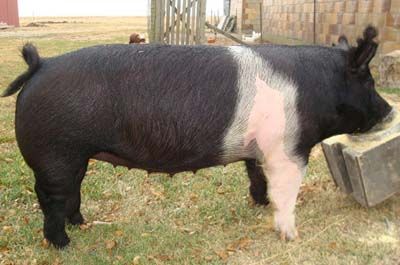 hampshire pigs | hampshire pig Hampshire Pig, Red River Hog, Livestock Judging, Pig Breeds, Pig Showing, Hog Heaven, Pig Pen, Pig Decor, Cattle Farming