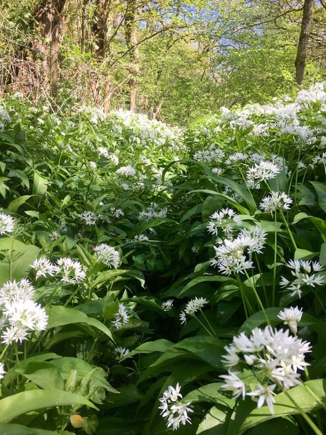 Wild Garlic: How to find, identify and enjoy it Permaculture Homestead, Bear Woman, Garlic Flower, Wild Garlic Pesto, Planting Onions, Growing Garlic, Chicken Garden, Harvest Recipes, Wild Garlic