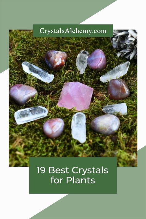 Depending on the type of plants that you are growing, different crystals can help encourage growth and health. In this article, we will explore some of the most best crystals for plants, gardening and plant growth. Crystals For House Plants, Crystals For Garden, Crystals To Help Plants Grow, Crystals For Plants Health, Crystals For Inspiration, Crystals In Plants, Terrariums With Crystals, Crystals In The Garden, Crystals For Plant Growth