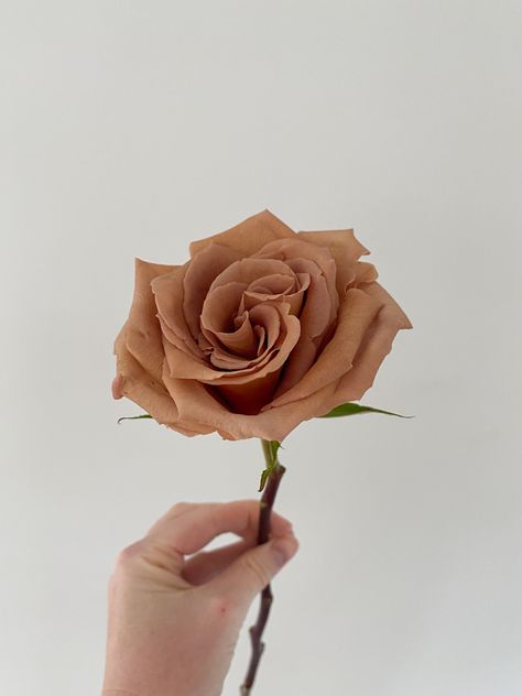 Terracotta Roses, Rust Roses, Toffee Rose, Bronze Flowers, Brown Roses, Champagne Wedding Colors, Tan Flowers, Rose Coffee, Flower Elements