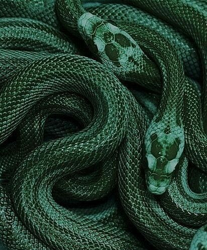 Dark Green Snake Aesthetic, Green Snake Aesthetic, Snake Aesthetic Wallpaper, Dark Green Snake, Snake Aesthetic, Green Pictures, Dark Green Aesthetic, Hogwarts Aesthetic, Green Snake