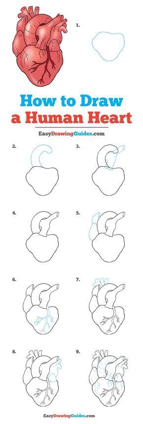 Learn How to Draw a Real Heart: Easy Step-by-Step Drawing Tutorial for Kids and Beginners. #RealHeart #HumanHeart #DrawingTutorial #EasyDrawing See the full tutorial at https://easydrawingguides.com/how-to-draw-a-human-heart/. Human Heart Drawing, A Human Heart, Couple Drawing, Drawing Tutorials For Beginners, Drawing Eyes, Easy Drawing Tutorial, Drawing Tutorials For Kids, Seni Dan Kraf, Heart Drawing