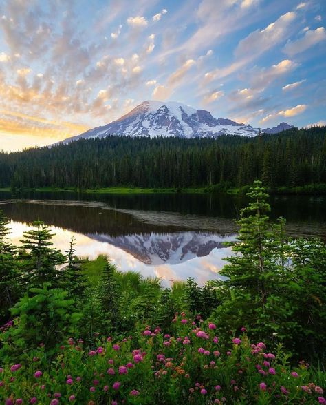 Beautiful scenes in Mount Rainier National Park 📸 @josezunigaphotography #nationalpark #mountrainier #mountrainiernationalpark #mountain #nature #hiking #hikingadventures Nature Hiking, Mountain Nature, Beautiful Scenes, National Park Vacation, Oregon Washington, Mount Rainier National Park, Rainier National Park, Spring Trip, G Adventures