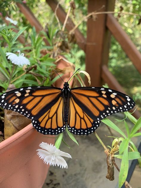 Monarch Butterfly Reference, Monarch Butterfly Line Drawing, Orange Monarch Butterfly Tattoo, Monarch Butterfly Tattoo With Flowers, Monarch Butterfly Tattoo Black And White, Morpho Butterfly Tattoo, Orange Butterfly Tattoo, Tia Core, Monarch Butterfly Aesthetic