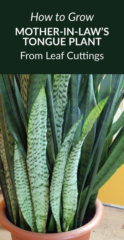 Mother In Law Plant, Snake Plant Care, Mother In Law Tongue, Inside Plants, Air Purifying Plants, Indoor Gardens, Plant Cuttings, Propagating Plants, House Plants Indoor