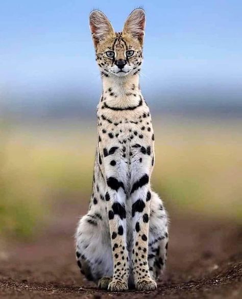 Serval Cat, Masai Mara Kenya, Serval Cats, Dream's Cat, Exotic Cats, Savannah Cat, Masai Mara, Cheetahs, Beautiful Cat