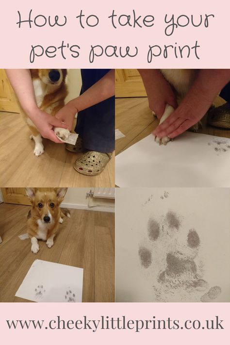 Helpful tips showing you how to capture your pet's unique paw print at home with an inkless paw print kit How To Get A Paw Print From Your Cat, Paw Print Impression Diy, Pet Safe Paint Dog Paws, Diy Pet Paw Print, How To Make Paw Prints, Dog Paw Print Craft Diy, Paw Prints Painting, Paw Print Gift Ideas, Dog Prints Paw