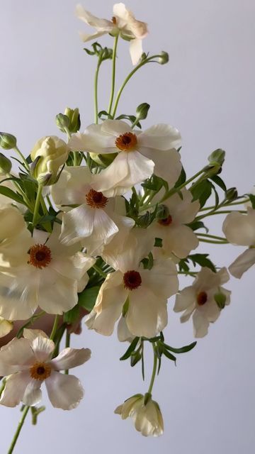 Ranunculus Wedding Bouquet, Cream Butterfly, Ranunculus Wedding, Butterfly Ranunculus, White Ranunculus, July Wedding, Queen Annes Lace, Floral Inspiration, Flower Ideas