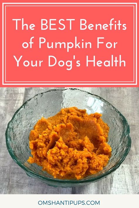 Adding pumpkin to your dog’s food is a great way to boost your dog’s nutrition, and it provides a whole host of benefits! Read on to see why pumpkin is so good for dogs to eat! Can Dogs Eat Pumpkin, Dog Pumpkin, Cat Nutrition, Om Shanti, Dog Nutrition, Dog Diet, Healthy Dog Food Recipes, Animal Nutrition, Nutrition Guide