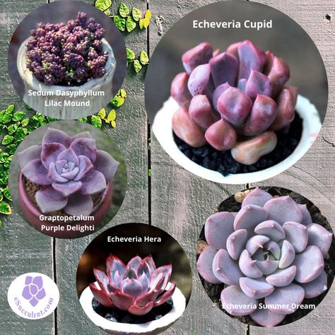 Purple Succulents Plants, Lithops Succulents, Types Of Succulents Plants, Diy Succulent Terrarium, Purple Succulents, Succulent Garden Design, Gothic Garden, Types Of Succulents, Succulent Gardening