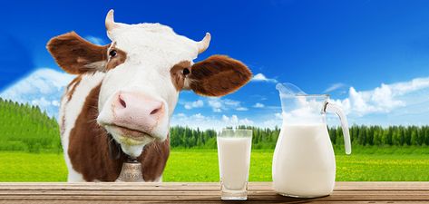 Buy Farm fresh raw milk, buy raw milk online, cow milk delivery, farm fresh milk store Gado Leiteiro, Cows Milk Allergy, Milk Store, Milk Delivery, Farm Fresh Milk, Milk Allergy, Organic Meat, Uber Ride, Vegan Cafe