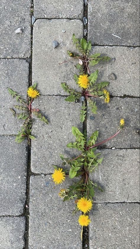 Flower Growing Aesthetic, Flower Growing In Concrete, Plant Growing From Concrete, Plant Growing In Concrete, Dandelion Growing Through Concrete, Growing Flowers Aesthetic, Plants Growing Through Concrete, Flower Growing Through Concrete, Resilient Aesthetic