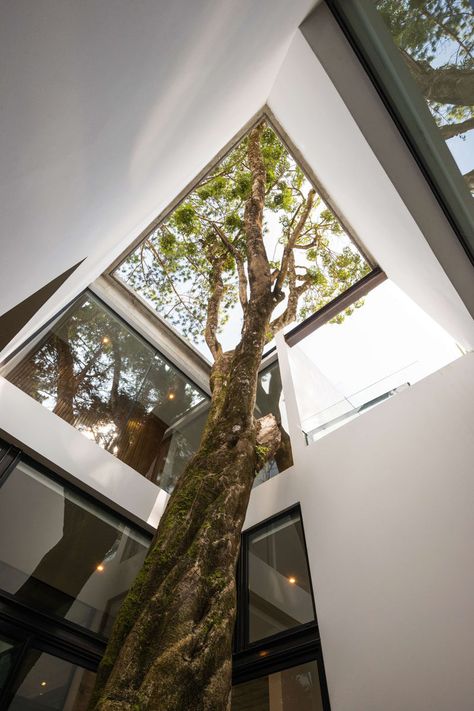 The architects designed this modern house around a tree that was original to the site. #Architecture #LightWell #Trees Modern Concrete Home, Tree Interior, Loft Interior, Concrete Houses, Concrete Home, Architecture Magazines, Concrete House, Patio Interior, Interior Garden