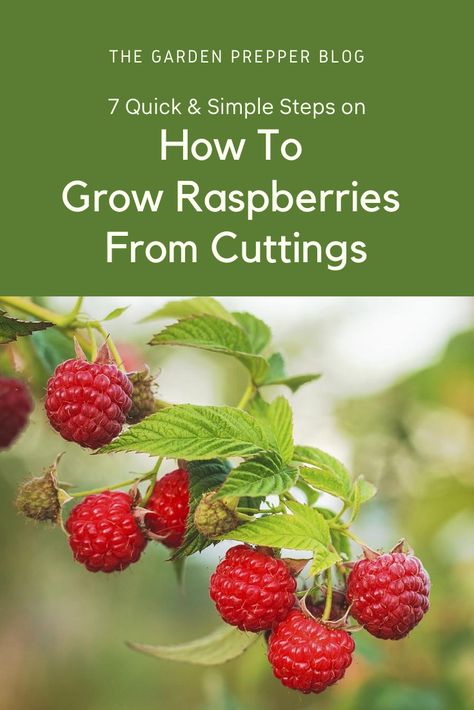 Pruning Raspberries Fall, How To Stake Raspberry Bushes, How To Prune Raspberry Bushes, Pruning Raspberry Bushes, Raspberry Bushes Care How To Grow, Planting Raspberry Bushes, Raspberry Gardening, Raspberry Pruning, Planting Raspberries