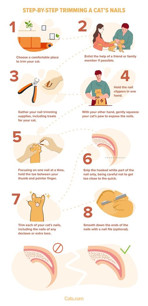 How To Safely Trim Cat Nails - A Step By Step Guide - Cats.com Tips For Cat Owners, Clipping Cat Nails, Cats Nails, Trim Cat Nails, First Time Cat Owner, Cat Tips, Getting A Kitten, Cat Repellant, Cut Cat