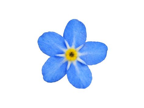 18,818 Forget Me Not Stock Photos, Pictures & Royalty-Free Images - iStock Forget Me Not Tattoo, Dad Tattoo, Waist Tattoos, Pond Painting, Female Tattoos, Daisy Tattoo, Forget Me Not Flower, Flower Meanings, Instagram Frame Template