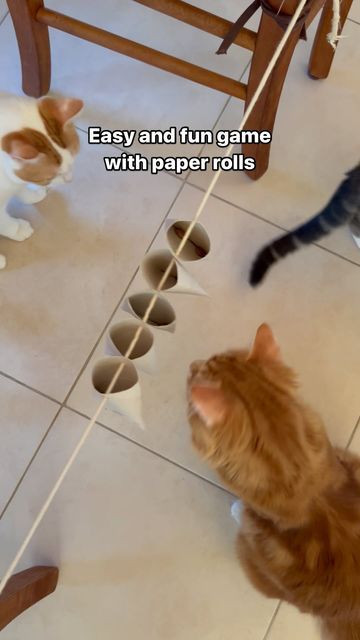 Fra 🌸 | 4 cute cats on Instagram: "Easy and cheap games with toilet paper rolls 🧻 pt2  My cats are having so much fun and we have to thank @cat.life.of.carli.and.napoleon for the idea 💕  #diy #game #catgame #cat #cats #catlover #catlovers #diyproject #diyprojects #fun #toiletpaper #toiletpaperroll #paper #papercrafts #craft #crafts #newgame #somuchfun #pet #pets #furkids #furfamily #catmom #catlife #crazycatlady #crazycatmom #cheap #easy #cutecats #love" Cat Toys With Toilet Paper Rolls, Paper Towel Roll Cat Toy, Diy Cat Toy Toilet Paper Roll, Diy Cat Activities, Diy Cat Entertainment, Diy Cat Treat Toy, Toilet Paper Roll Cat Toy, Games For Cats Diy, Interactive Cat Toys Diy