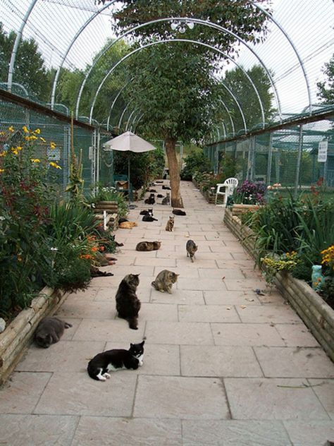 Animal Shelter Design, Cat Paradise, Garden Fence Ideas, Cat Fence, Cat Patio, Cat Hotel, Outdoor Cat Enclosure, Cat Run, Cat Sanctuary