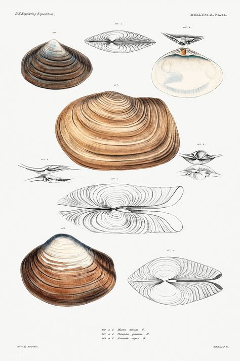 Clam Sketch, Shell Architecture, Organic Architecture Concept, Shell Illustration, Biomimicry Architecture, Form Architecture, Shell Structure, Clam Shells, Superflat