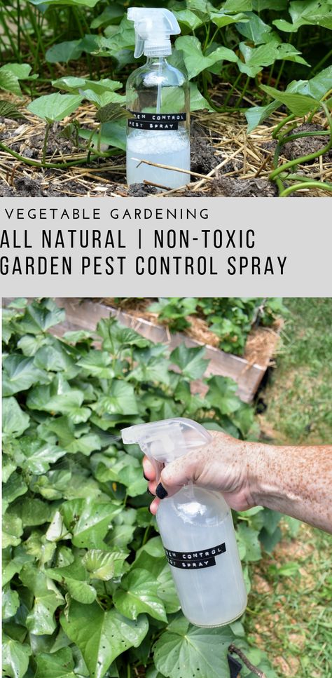 Garden Pest Control Spray - Rocky Hedge Farm #garden #gardening #gardenideas #gardeningtips #patiogarden #patiogardenideas #backyard #backyardgarden #backyardgardeningideas #flowergardening #fruitgarden Compost Diy, Garden Pest Spray, Pest Spray, Funny Vine, Garden Pest Control, Garden Types, Diy Gardening, Baby Tips, Vegetable Gardening