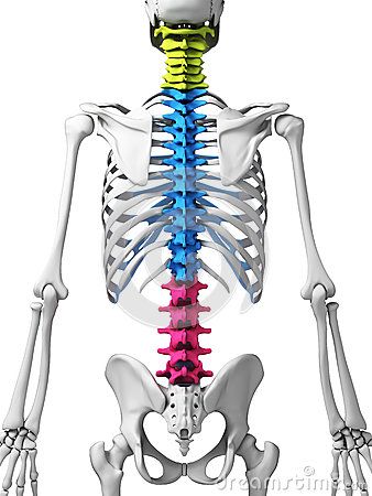 Parts of human spine Spine Illustration, Texas Medical Center, Radiology Tech, Human Spine, Human Pictures, Man Anatomy, Mri Scan, Muscular System, Spine Surgery