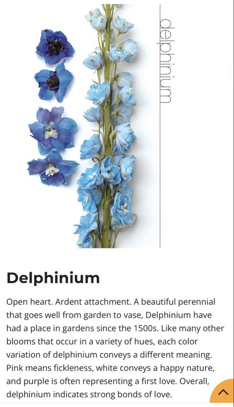 Blue Flowers Meaning, Blue Lotus Flower Meaning, Delphinium Meaning, Blue Bell Flowers Meaning, Plant Meanings, Female Jeans, Light Blue Delphinium, Blue Butterfly Delphinium, Flower Language