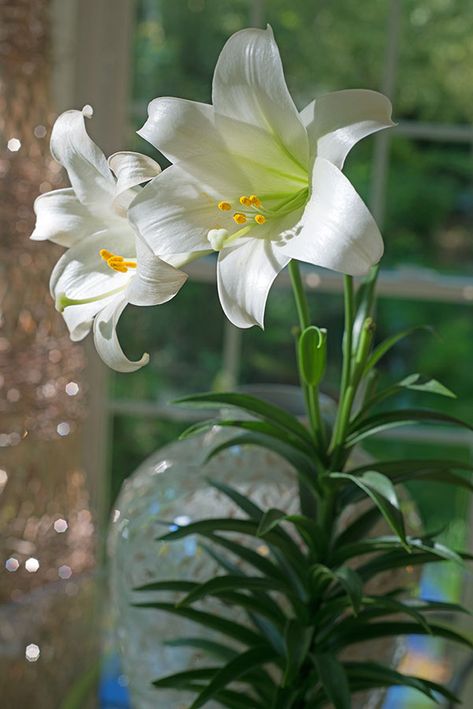 Easter Lilies 101 - Carolina Country Prophetic Painting, Easter Lilies, White Lily Flower, Flower Identification, Lily Bulbs, Easter Lily, Lily Plants, Organic Soil, About Easter