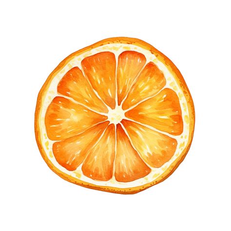 Orange Slice Sketch, Orange Slice Watercolor, Painted Orange Slice, Orange Slices Watercolor, Orange Slice Painting Easy, Citrus Illustration Graphic Design, Drawing Of An Orange, Orange Slice Illustration, Oranges Sketch