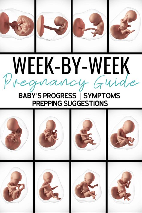 Trimesters Of Pregnancy By Weeks, Tips For Expecting Moms, Week 6 Of Pregnancy, Third Trimester Symptoms, Size Of Baby Week By Week, Stages Of Pregnancy Weekly, 1st Trimester Pregnancy Food, First Week Pregnancy Symptoms, 16 Week Baby Bump