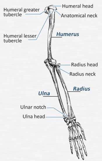 Skeletal Arm Drawing, Arm Bone Structure, Arm Skeleton Anatomy, Arm Bones Anatomy Drawing, Arm Bones Reference, Arm Bone Anatomy, Arm Bones Anatomy, Siren Anatomy, Skeleton Arm Drawing