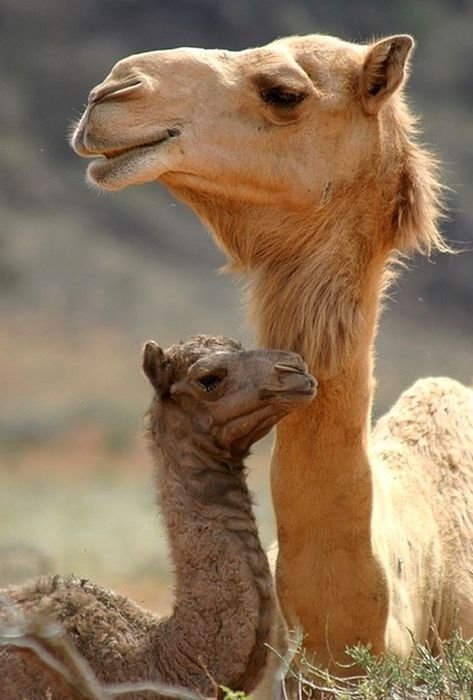 The Dromedary Camel. also called the Arabian camel or the Indian Camel (Camelus dromedarius) is a large, even-toed ungulate with one hump on its back. Baby Camel, Regnul Animal, Sweet Animals, Animal Planet, Animal Photo, Nature Animals, 귀여운 동물, Animals Friends, Beautiful Creatures