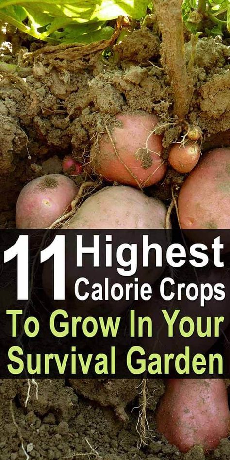 When preparing to grow a survival garden, the number of calories a crop offers is an important consideration. Although veggies like tomatoes and cucumbers are nutritious, they won't keep you full. That's why when planning your survival garden, you also want to include lots of high-calorie crops. Survival Crops, Prepper Garden, Survival Plants, Backyard Homesteading, Vegetables Growing, Survival Garden, Homesteading Ideas, High Calorie, Homesteading Diy