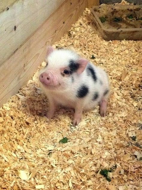 Regnul Animal, Cute Piglets, Baby Farm Animals, Cute Piggies, Pet Pigs, Baby Animals Pictures, Baby Pigs