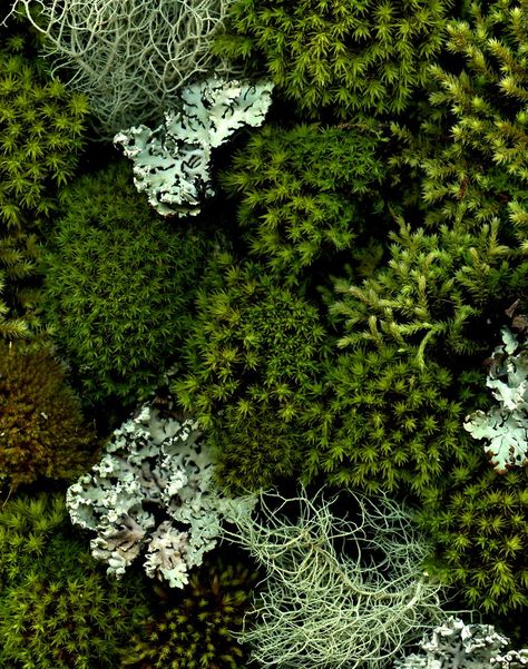 Moss And Lichen, Lichen Moss, Broken Dreams, Moss Garden, Natural Forms, Mini Tattoos, Patterns In Nature, Green Aesthetic, Belleza Natural