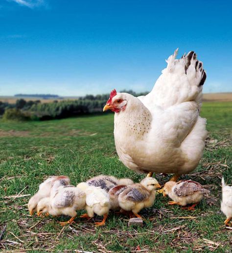 Best Egg Laying Heritage Chickens Heritage Chickens, Best Egg Laying Chickens, Egg Laying Chickens, Photo Animaliere, Beautiful Chickens, Keeping Chickens, Free Range Chickens, Grandma's House, Egg Laying