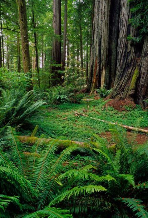 Incredible Star Wars filming locations around the world: in pictures Star Wars Endor Forest, Star Wars Nature, Star Wars Forest, Endor Star Wars, Endor Forest, Star Wars Endor, Forest Moon Of Endor, Jedediah Smith Redwoods State Park, Ewoks Star Wars