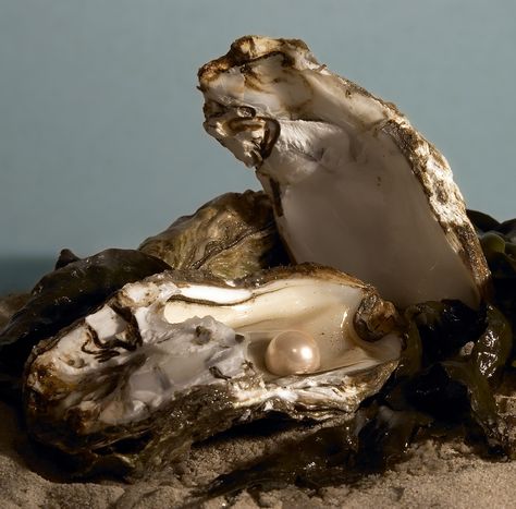 Oysters make pearls as a defensive response to foreign objects. [...] Odd Facts, Trans Art, Beach Flowers, Blue Inspiration, Feeling Pictures, Saltwater Pearls, Oyster Pearl, Bold Art, Ap Art