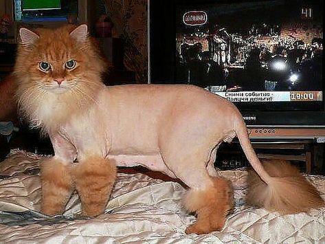 Cat Grooming Styles, Image Cat, Funny Animal Quotes, Animals Funny, Cat Pictures, Cat Fashion, Kittens Funny, Very Interesting, Funny Cat Pictures